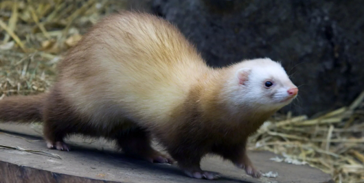 Pet Ferret Found (Sample Post)
