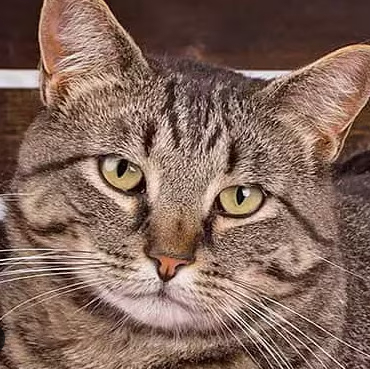 Shy Cat Found